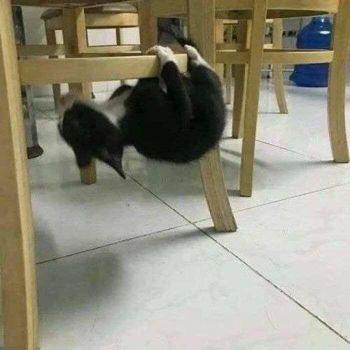 Playful cat hanging upside down under a wooden chair, bringing joy and laughter.