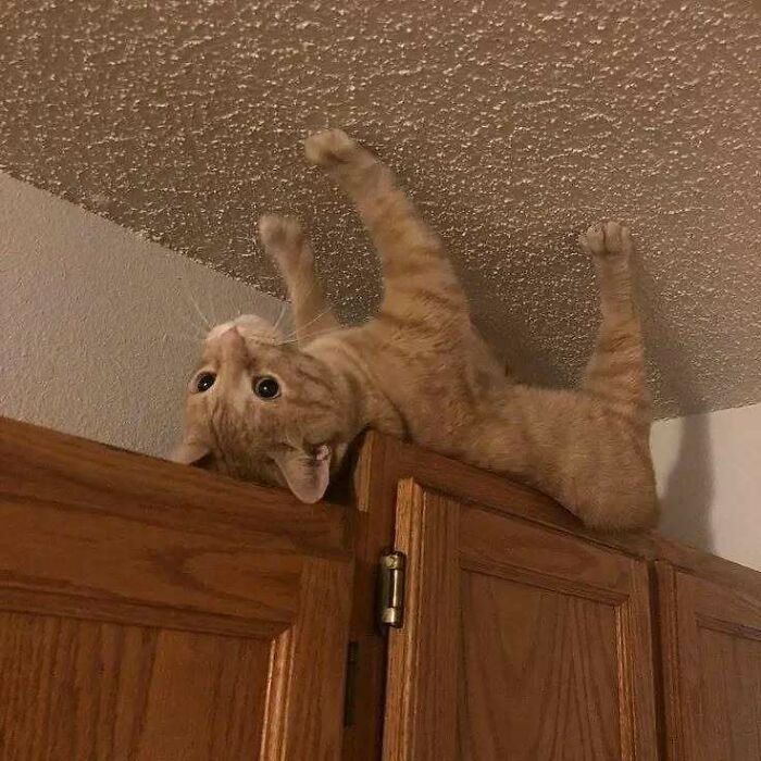 A playful cat hanging upside down on top of a cabinet, raising spirits with its antics.