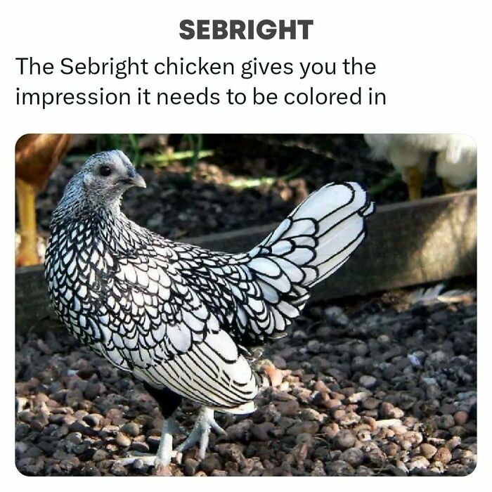 Sebright chicken with intricate feather patterns stands on pebbles, resembling a coloring book outline.