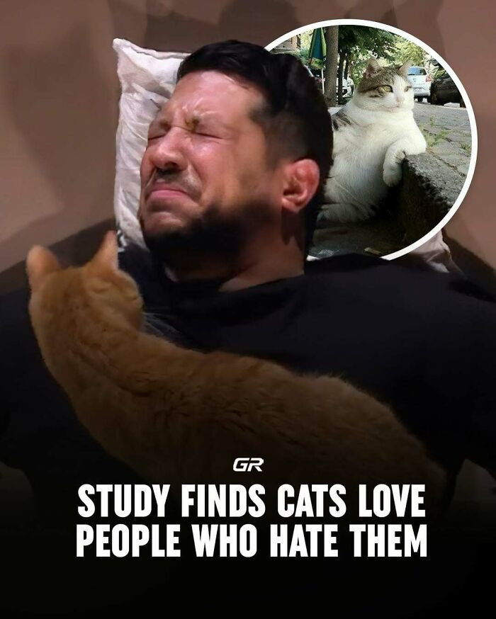 Man grimacing as a cat lies on him, with an inset image of a relaxed cat on a street, illustrating interesting cat facts.