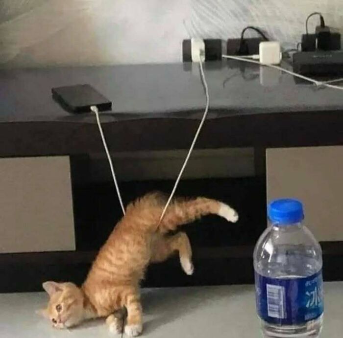A playful cat tangled in charging cables on a table, brightening spirits.
