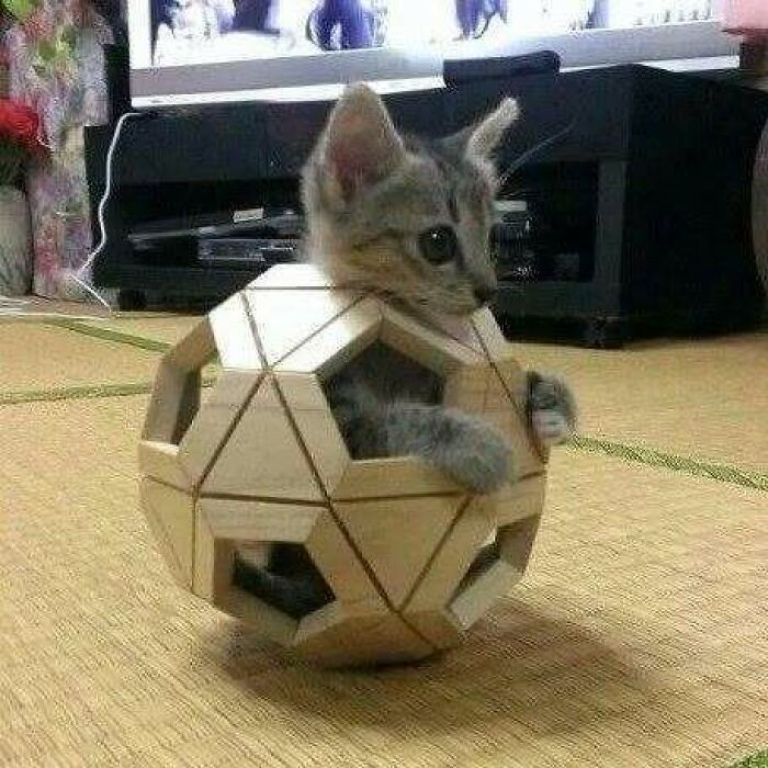 Kitten sitting inside a geometric wooden shape, raising spirits with its playful charm.