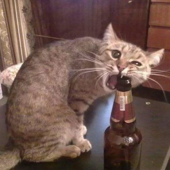 Cat biting a beer bottle cap, sitting playfully on a table, embodying humor and raising spirits.