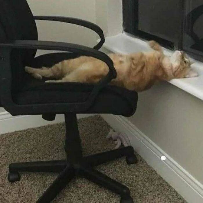Orange cat lounging on an office chair, stretching towards a window sill, creating a relaxed and amusing scene.