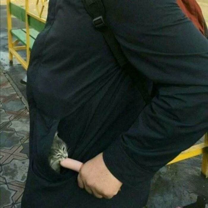 A tiny kitten peeks from a coat pocket, nibbling on a finger, bringing joy with its playful character.