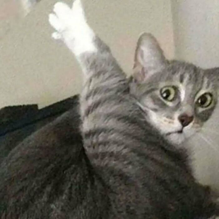 A surprised cat raising its paw, capturing a playful moment and lifting spirits.