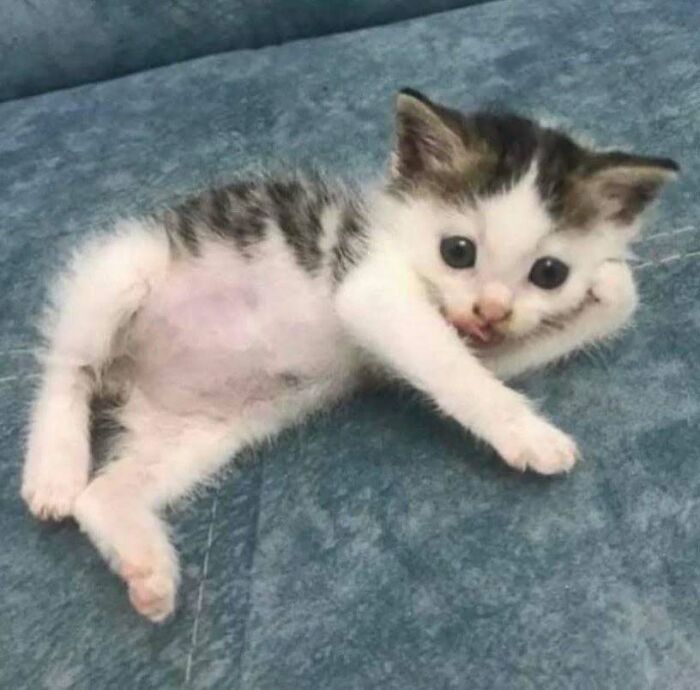Cute kitten lounging on a blue couch, bringing joy and raising spirits with its charming pose.