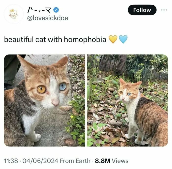 Odd-eyed cat outdoors with colorful heterochromia, featured in a funny meme to cheer you up.