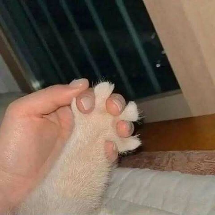 A hand gently holding a cat's paw, offering a heartwarming moment to raise spirits.