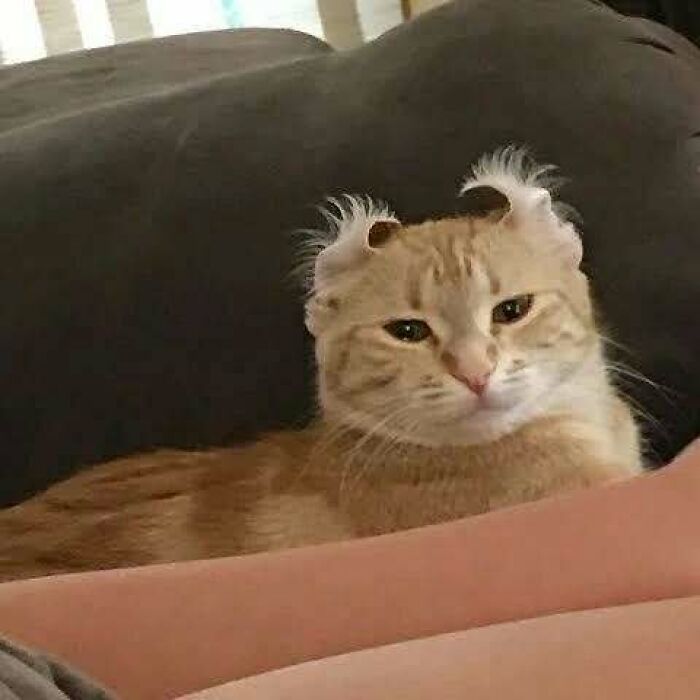 Cute cat with curled ears lounging on a sofa, raising spirits with its adorable expression.