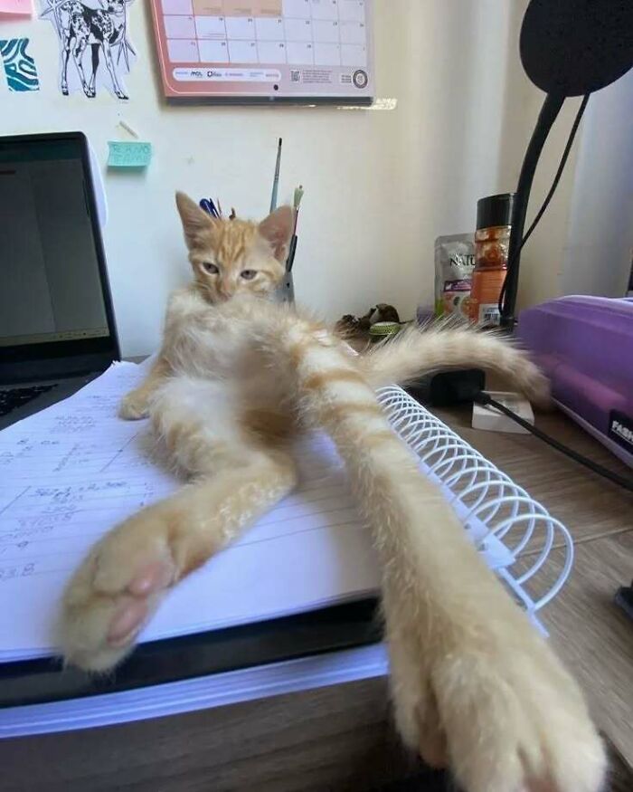 A relaxed cat lounging on an open notebook, surrounded by desk items, raising spirits with its charming pose.