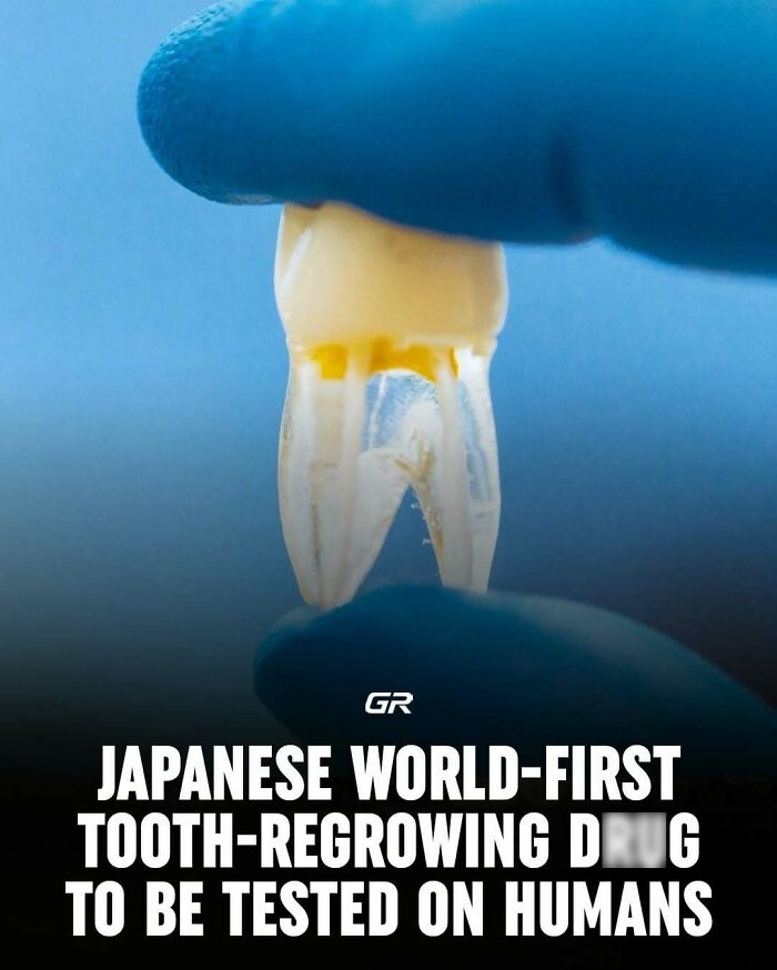 Gloved hand holding a tooth, highlighting interesting facts about a tooth-regrowing d**g being tested.