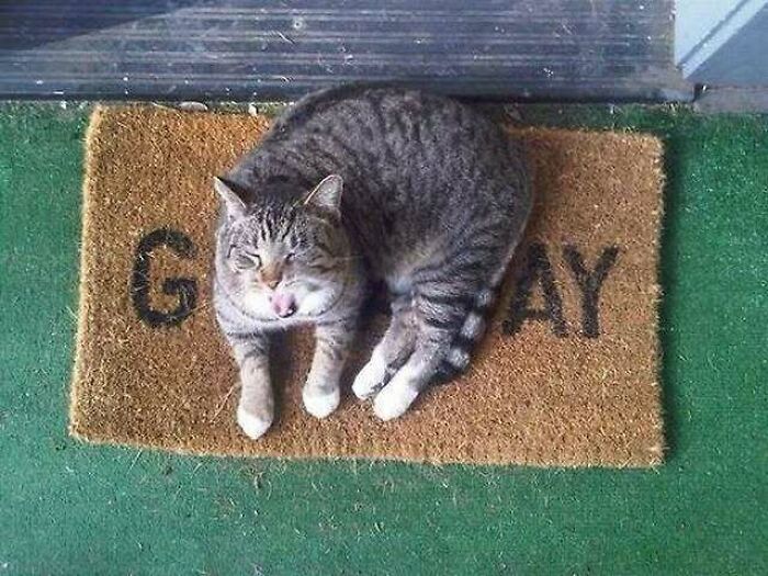 Cat resting on a doormat outside, bringing smiles and joy.