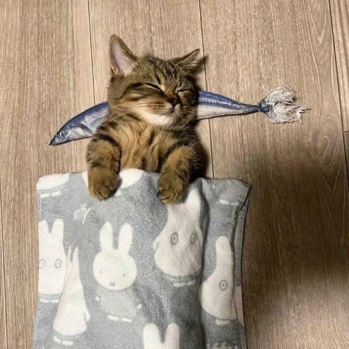 Cozy cat snuggled in a blanket with a toy fish, appearing relaxed and content.