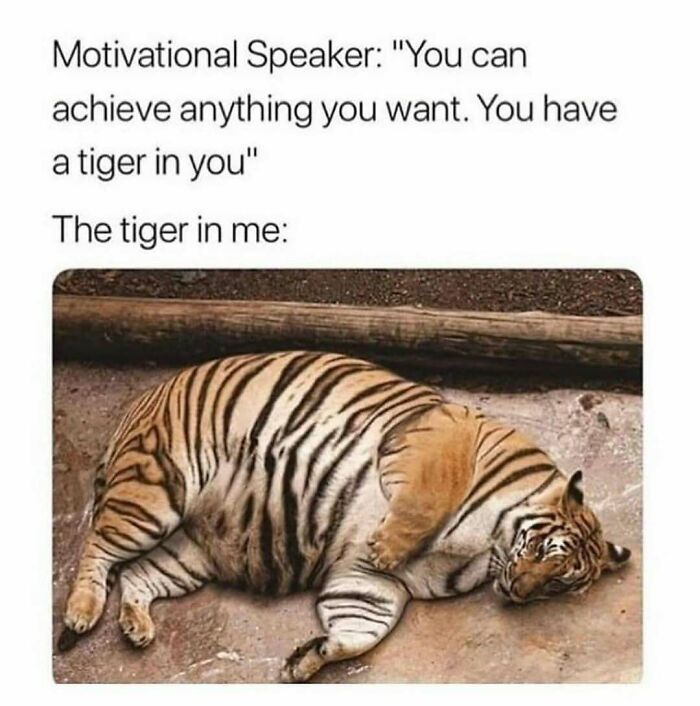 A tiger lying lazily on the ground symbolizes exhaustion in medical school memes.