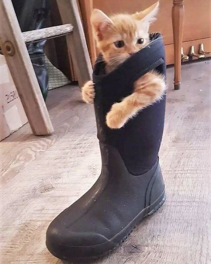 A kitten peeking out of a boot, its curious eyes and playful paws raising spirits instantly.