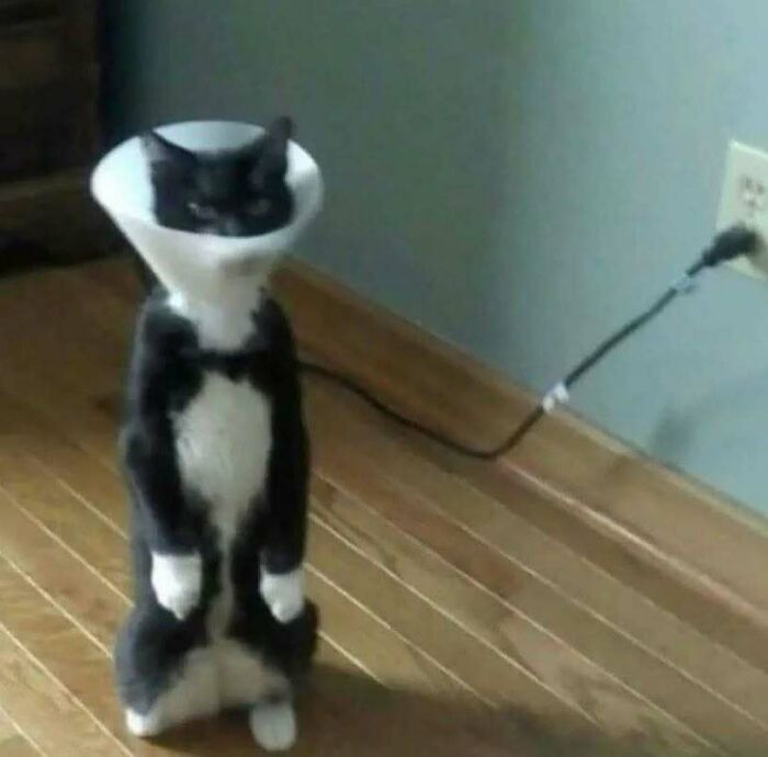 Standing cat wearing a cone, humorously raising spirits with its posture.