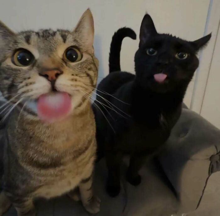 Two cats sticking out their tongues, adding cheerfulness and spirit-lifting joy to the day.