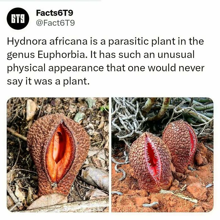Parasitic plant Hydnora africana with unusual appearance on the forest floor.