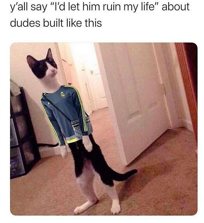 Cat standing upright wearing a jacket, humorously mimicking men.