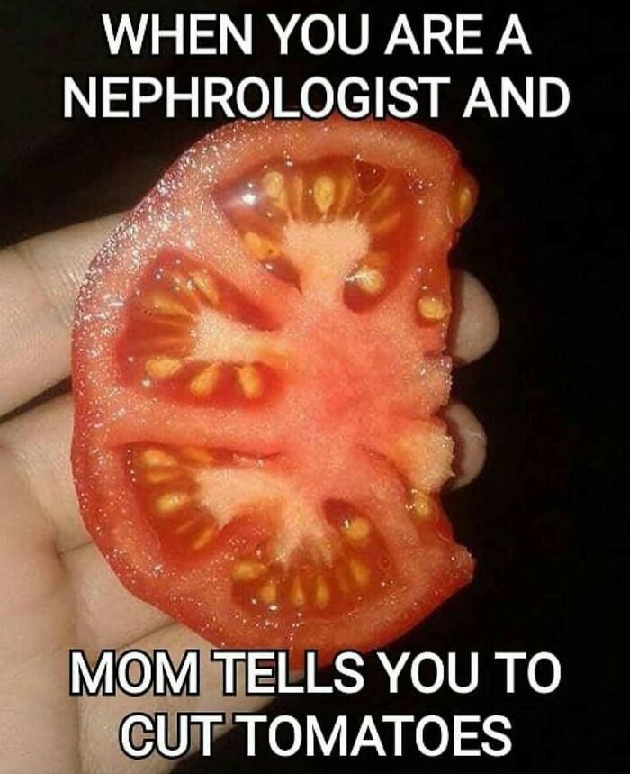 A nephrologist humorously slices a tomato in hand; medical school insights in a meme.