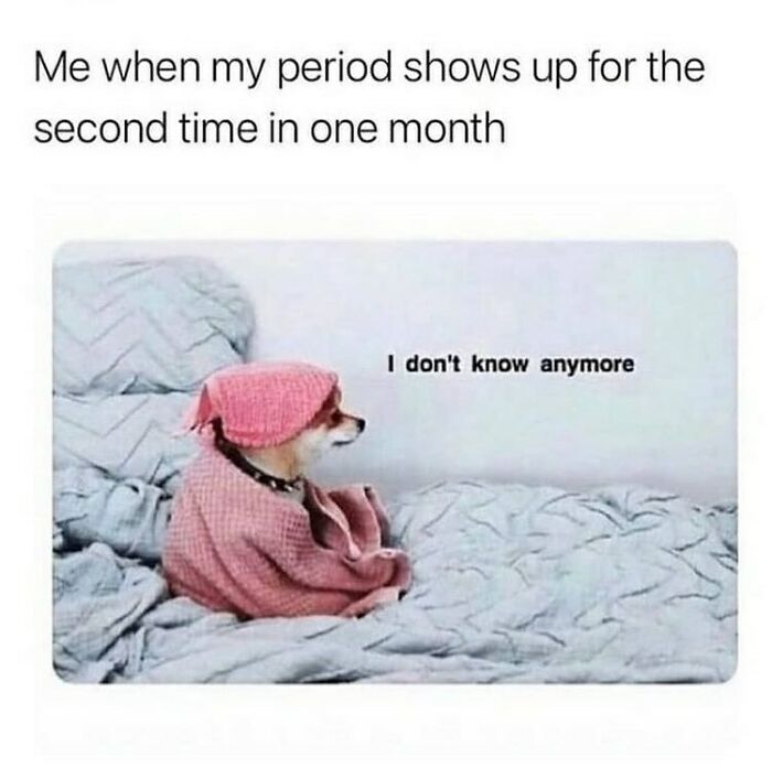 Dog wrapped in a pink blanket on a bed, humorously expressing confusion about period cycles.