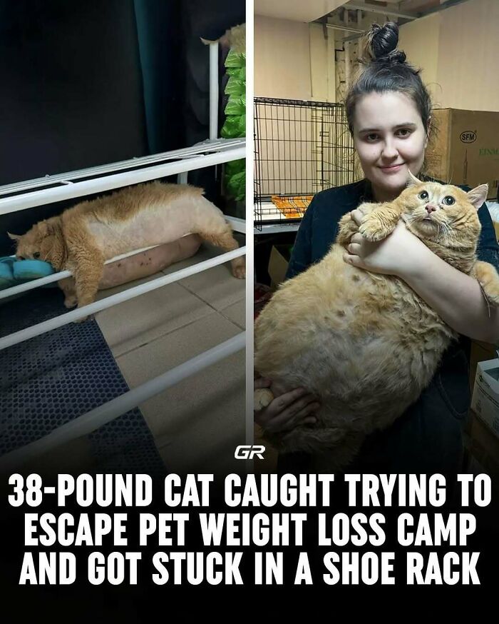 A large cat stuck in a shoe rack on the left, held by a person on the right, showcasing interesting pet facts.