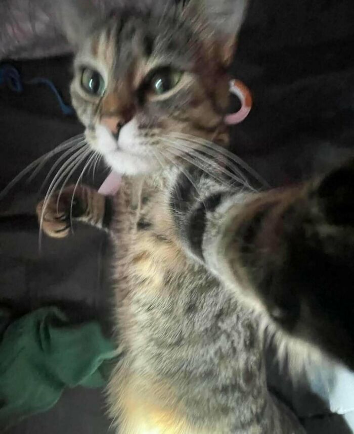 A cat taking a close-up selfie, looking curious and playful, capturing one of the best IG posts.