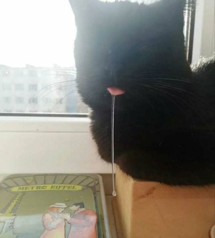 A black cat with its tongue out and a string of drool, sitting by a window, bringing a smile to cat lovers.