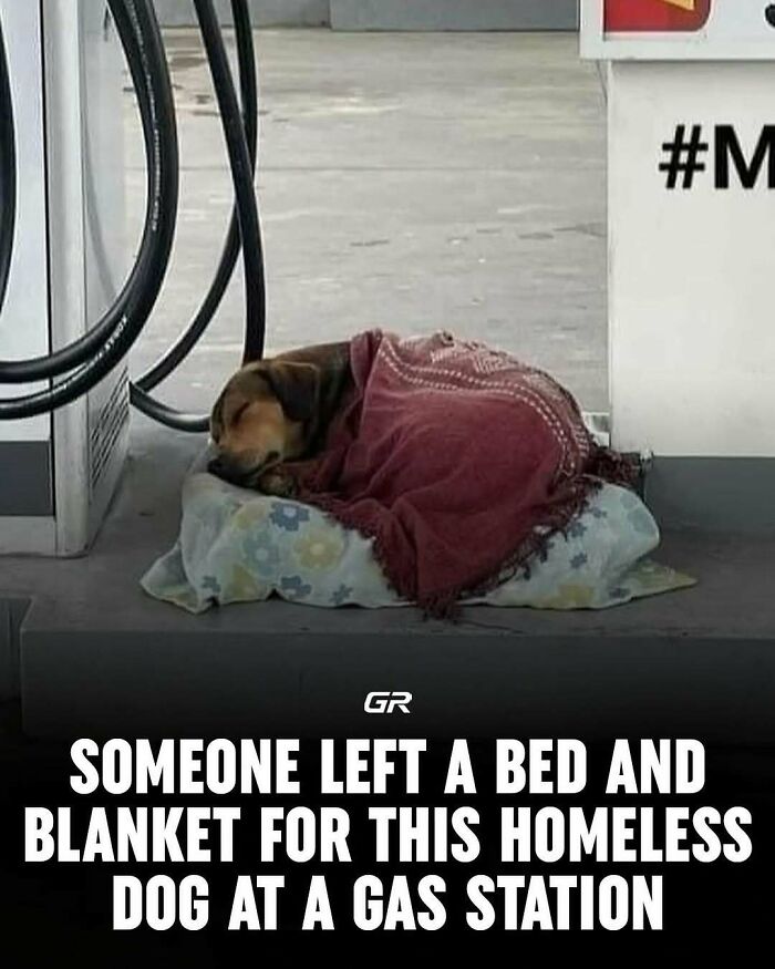 Homeless dog sleeping on a bed at a gas station, covered with a blanket.
