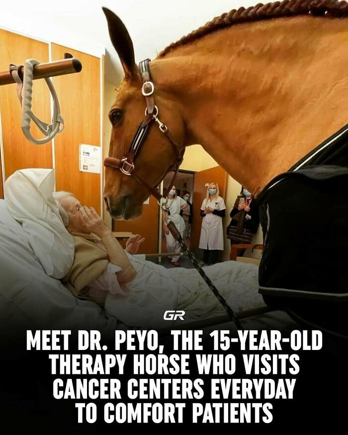 Therapy horse comforting a patient in a hospital room, showcasing interesting facts about animal therapy.