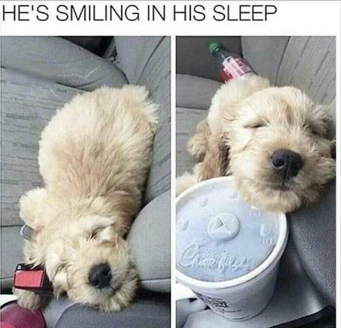 Sleeping dog resting its head on a car seat and a drink cup, a cute moment from popular dog memes to help heal.