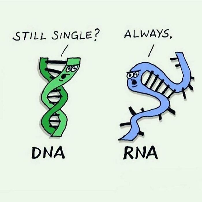 Cartoon of DNA and RNA strands joking about being single; a humorous take on medical school concepts.