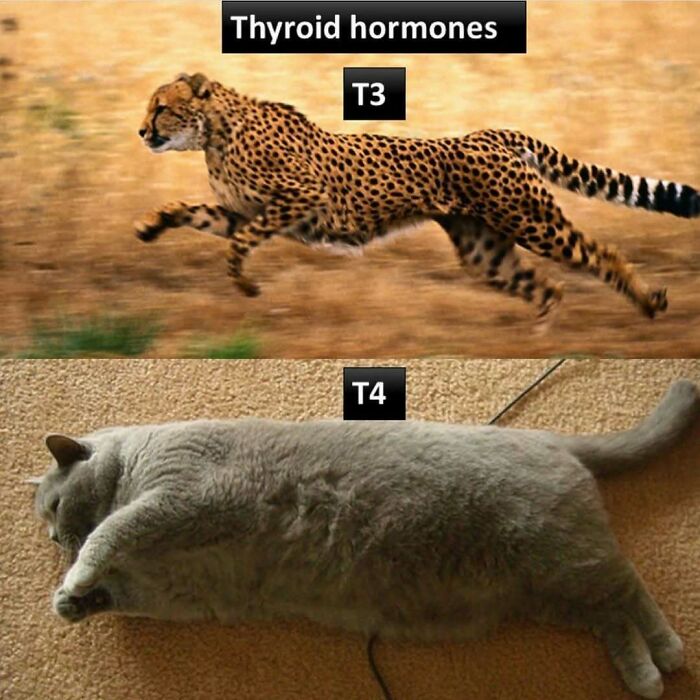 Cheetah labeled T3 and sleeping cat labeled T4 depict thyroid hormones humor in medical school meme.