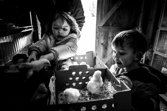 Children exploring boxes of chicks in rural Maine barn, capturing intimate moments of simple rural life.
