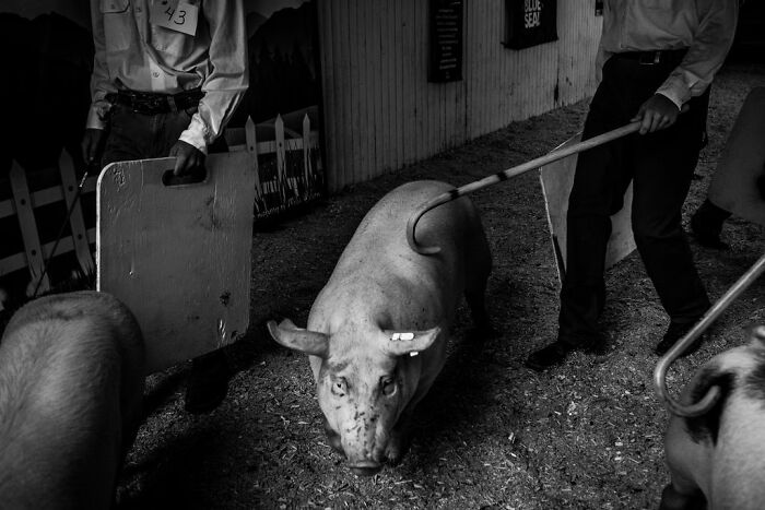 Pigs being guided by handlers at a livestock show, illustrating rural life in Maine.