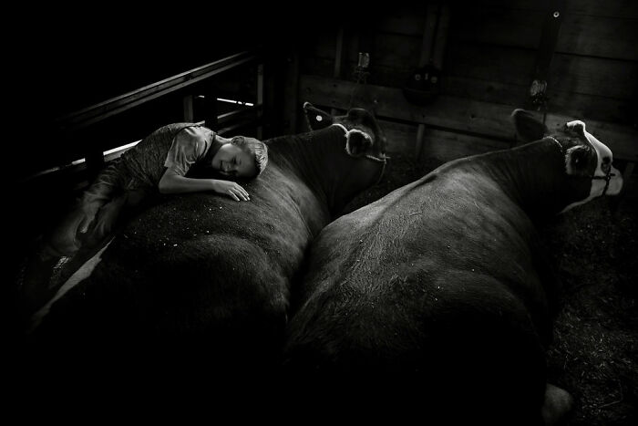 Young boy peacefully resting on cows, capturing intimate rural life in Maine.