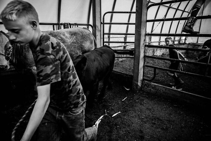 Young boy herding cattle in a barn, capturing rural life in Maine.