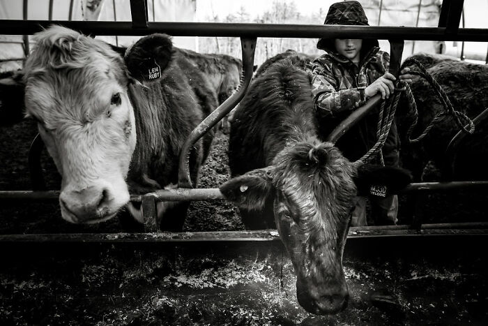 Person tending to cows in a barn, capturing rural life in Maine through intimate photography.