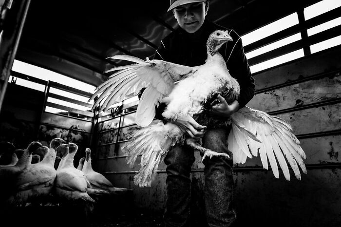 Person holding a large turkey in a rural setting, with other turkeys in the background of a dimly lit enclosure.