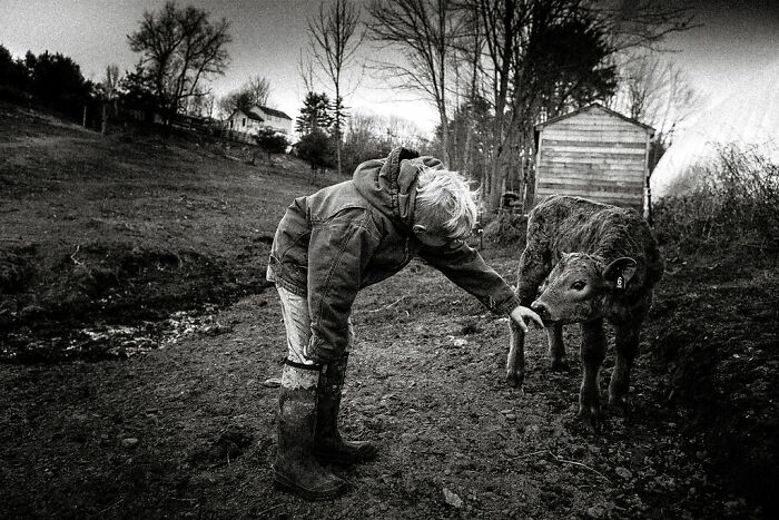 Child interacting with a calf on a rural Maine farm, capturing everyday moments in natural light.
