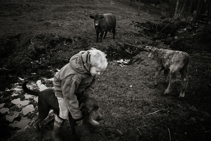 A child and dog in a rural Maine field, with cows nearby, showcasing intimate rural life moments.