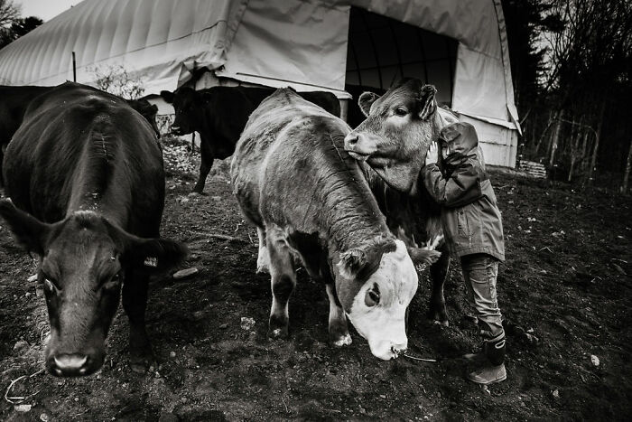 Child embracing cow on rural Maine farm, showcasing intimate moments of rural life.