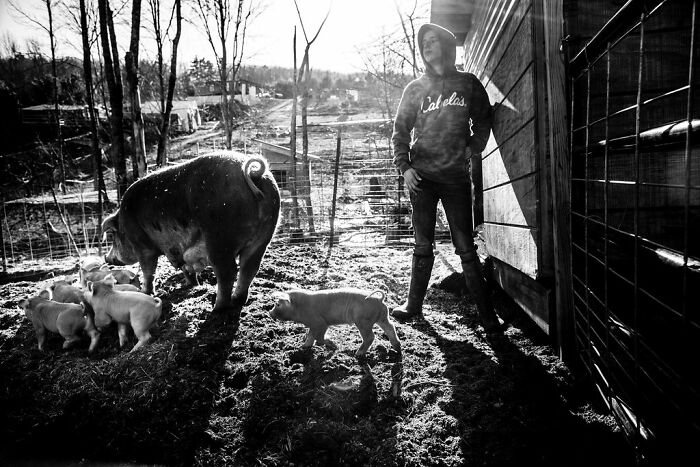 Man in boots with a pig and piglets on a rural Maine farm, captured in black and white, highlighting rural life.