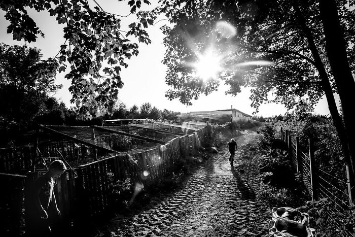 Sunlight filters through trees on a rural Maine path, with two people walking, capturing intimate rural life.