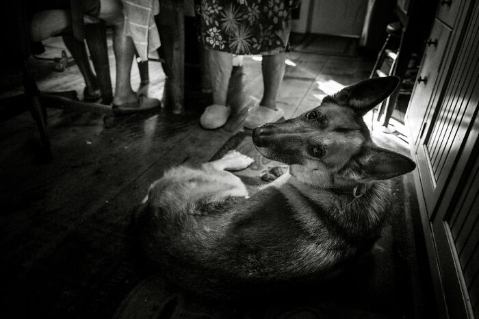 German Shepherd lying on the floor, captured in intimate rural Maine setting.