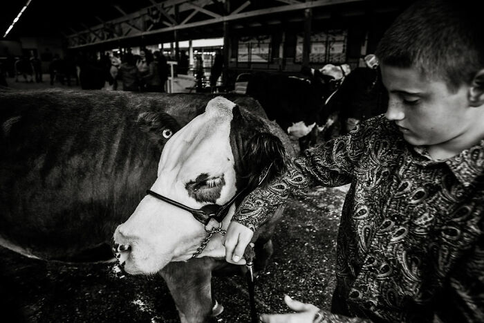 A boy in patterned shirt gently tending to a cow inside a rural barn, embodying rural life in Maine.