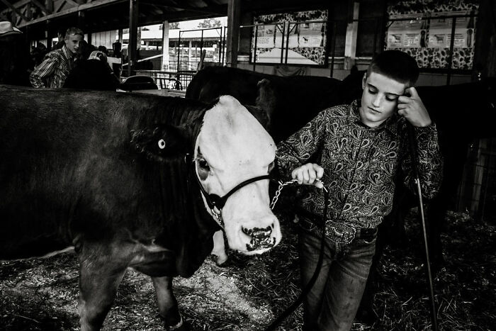 A young person in a patterned shirt leads a cow, capturing rural life in Maine.