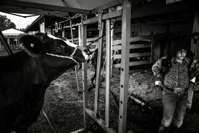 Child in rural Maine with a cow in a barn, showcasing intimate rural life.