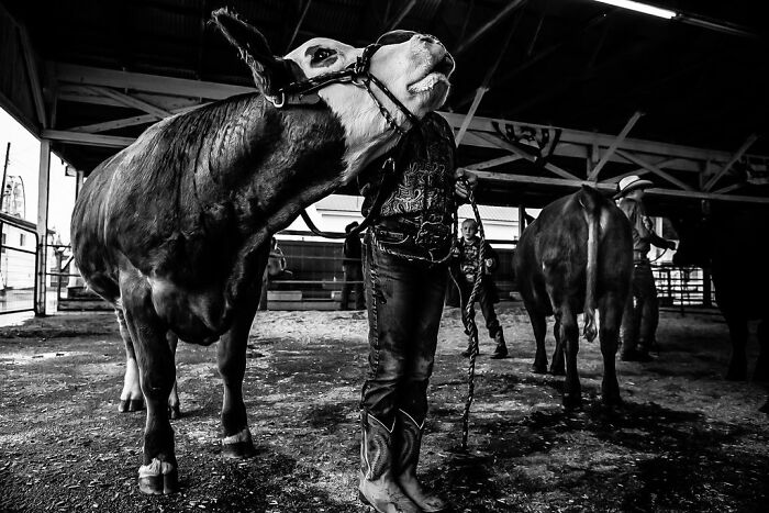 Rural life in Maine: person in cowboy boots with two cows in a barn, capturing the essence of rustic living.